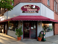 Fun things to do in Brevard NC : The White Squirrel in Brevard, NC. 
itemprop=