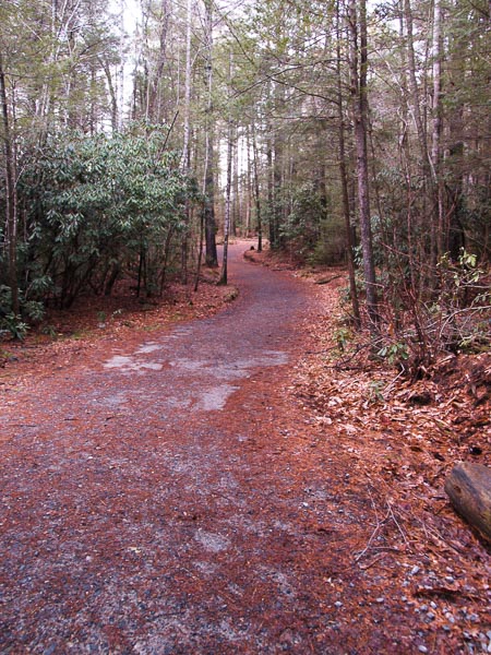 Hiking Trail in Pisgah Forest. 