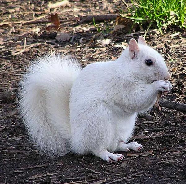 Fun things to do in Brevard NC : White Squirrel. 